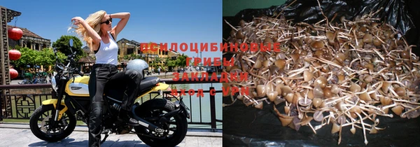 хмурый Зеленокумск